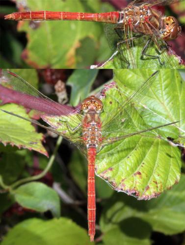 Réf. 328 014 : Sympetrum meridionale